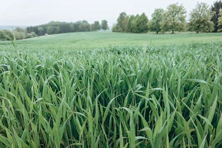 Background made of fresh green grass. Creative and moody color of the picture. Field.の写真素材