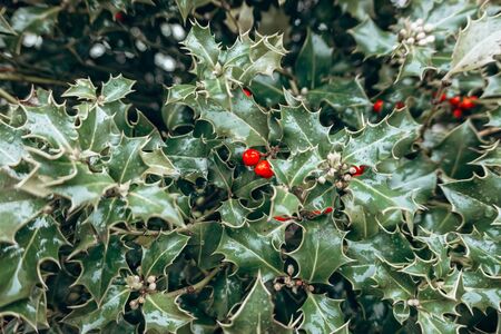 Background made of fresh green leaves with red berries. Creative and moody color of the picture. Top view.の写真素材