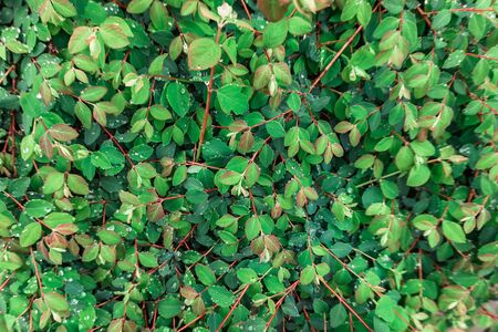 Background made of fresh green leaves. Creative and moody color of the picture. Top view.