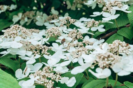 Background made of fresh green leaves and white flowers. Creative and moody color of the picture. Top view.の写真素材