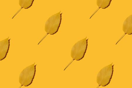 Pattern made of autumn leaves on yellow background. Creative layout. Top view.の写真素材