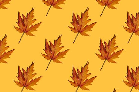 Pattern made of autumn leaves on yellow background. Creative layout. Top view.の写真素材