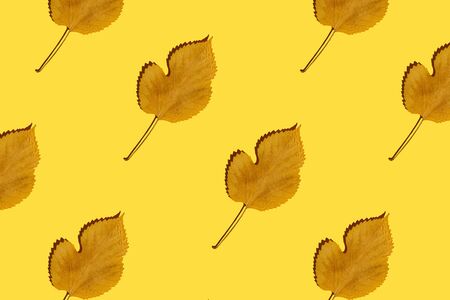 Pattern made of autumn leaves on yellow background. Creative layout. Top view.の写真素材