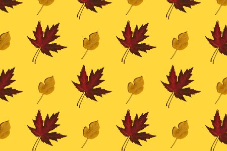 Red and yellow autumn leaves pattern on yellow background. Creative layout. Top view.の写真素材