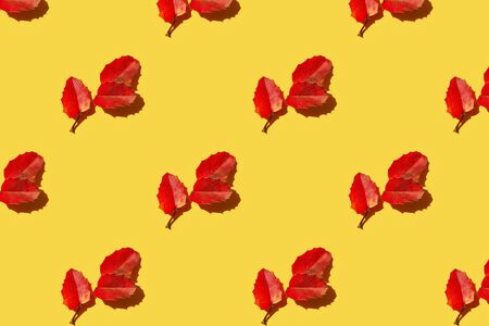 Pattern made of red autumn leaves on yellow background. Creative layout. Top view.の写真素材