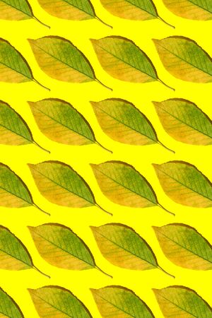 Pattern made of autumn leaves on yellow background. Creative layout.の写真素材