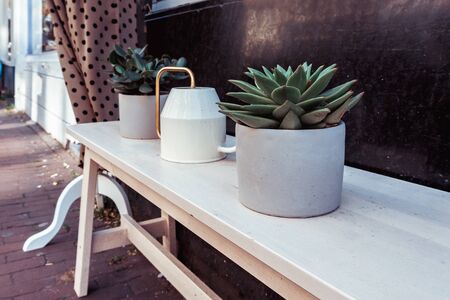 Group of succulents, cacti in pots on street background.の写真素材