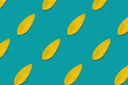 Pattern made of autumn leaves on torquouse background. Creative layout.の写真素材