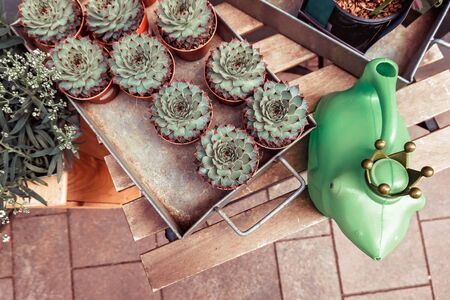 Group of succulents, cacti in pots on wooden table background. Top view.の写真素材