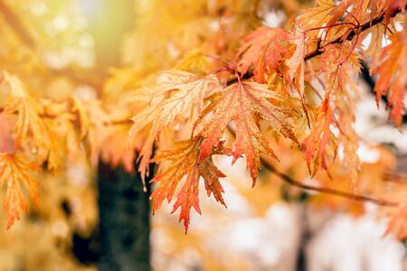Beautiful orange autumn leaves with water drops on the tree in the forest. Autumn concept.