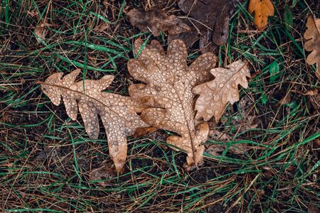 Fallen autumn brown oak leaves with water drops on it.の写真素材