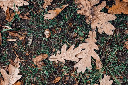 Fallen autumn brown oak leaves with water drops on it. Top view.の写真素材