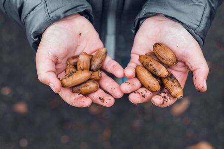 Dirty childs hands full of oak acorns, close up.の写真素材