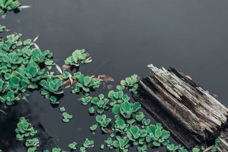 Driftwood in pond with green plants in water, snag. Top view.の写真素材