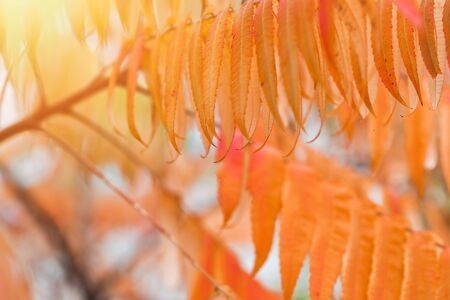 Beautiful colorful autumn leaves on the tree in the forest with sunlight.の写真素材