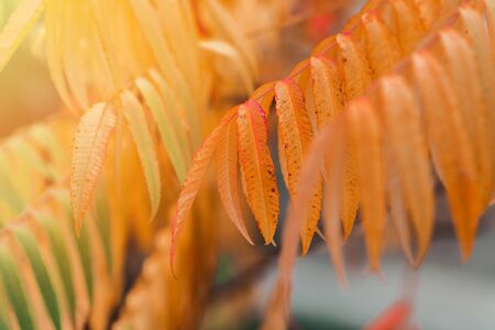 Beautiful colorful autumn leaves on the tree in the forest with sunlight.の写真素材