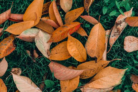 Fallen autumn leaves on green grass, top view. Autumn concept.の写真素材