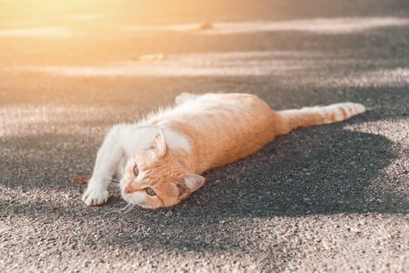 Red cute cat is sitting on park road and bask on the autumn sun. Copy space.の写真素材