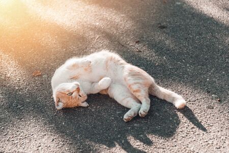 Red cute cat is sitting on park road and bask on the autumn sun. Copy space.の写真素材