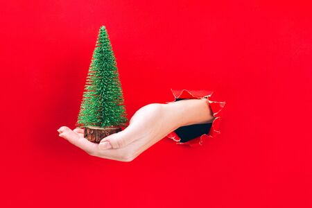 Female hand holding miniature toy Christmas tree through a hole in red paper background. Minimal Christmasの写真素材