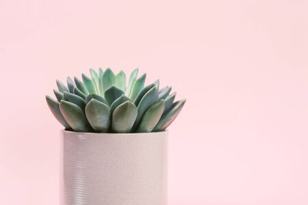 Succulent in beautiful minimal pot on pale pink background with copy space. Cropped.の写真素材