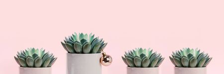 Succulents on pale pink background and one of them decorated with Christmas ball. Christmas creative background. Banner with place for text.の写真素材