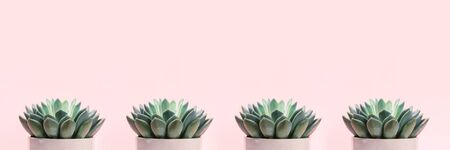 Banner made with succulents on pale pink background. Creative background with place for text. Cropped.の写真素材