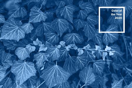 Background made of fresh leaves toned blue color. Dynamic backdrop. Toned 2020 color of the year.の写真素材