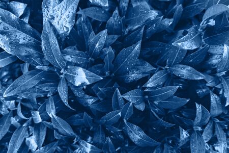 Background made of fresh wet leaves. Creative and moody color of the picture, toned blue color. Color 2020.の写真素材