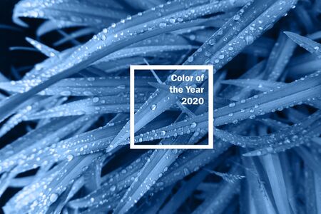 Background made of fresh wet leaves. Creative and moody color of the picture, toned blue color. Color 2020.の写真素材