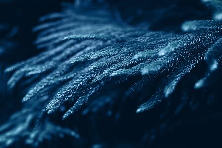 Fir tree branches toned blue background. Beautiful trendy background, 2020, close up.