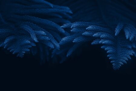 Fir tree branches toned blue background. Beautiful trendy background, 2020, close up.の写真素材