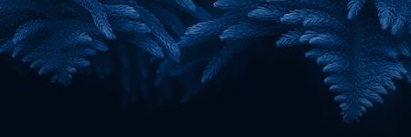 Banner with fir tree branches toned blue background. Beautiful trendy background, 2020, close up.の写真素材