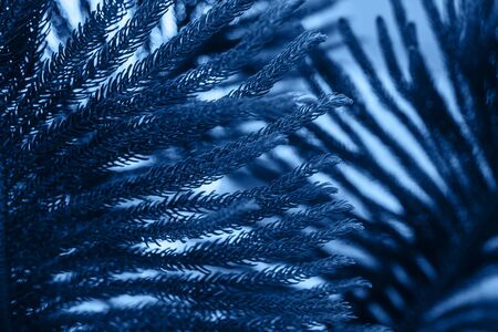 Fir tree branches toned blue background. Beautiful trendy background, 2020, close up.の写真素材
