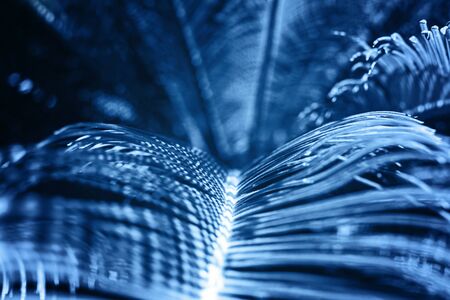 Tropical palm leaves background. Beautiful trendy background, close up.の写真素材