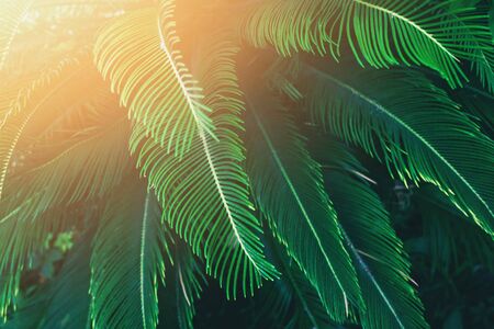 Tropical palm green leaves background with sunny flare. Beautiful trendy background. Close up.の写真素材
