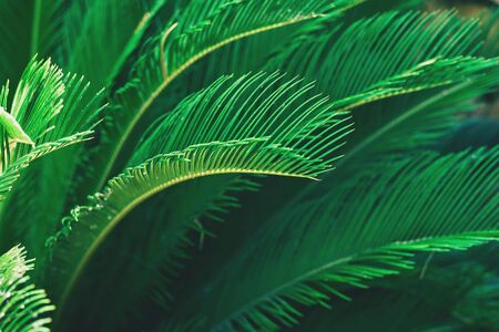 Tropical palm leaves background. Beautiful trendy background. Close up.の写真素材