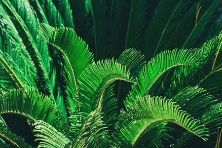Tropical palm leaves background. Beautiful trendy background. Close up.の写真素材