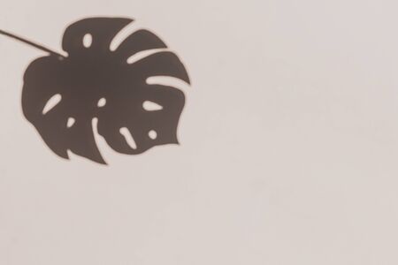 Grey botanical shadow of the tropic palm leaf on beige wall background.