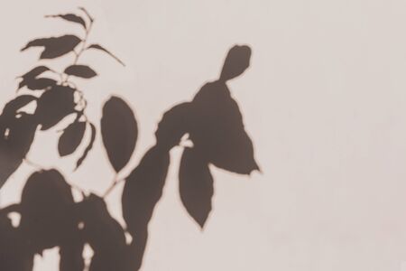 Grey botanical shadows of the leaves on beige wall background. Abstract natural border or frame.の写真素材