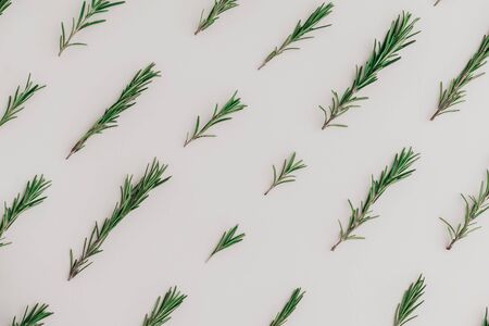 Rosemary branches pattern on pale beige background. Creative flat lay.の写真素材