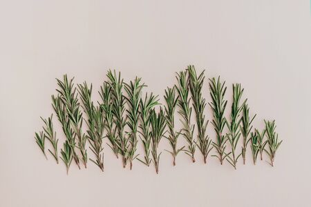 Rosemary branches pattern on pale beige background. Creative flat lay.の写真素材