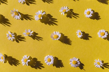 Chamomile creative pattern on yellow background. Top view. Flat lay.の写真素材