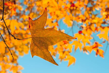 Orange autumn leaves in sun rays and blue sky. Natural background.の写真素材