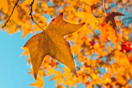Orange autumn leaves in sun rays and blue sky. Natural background.の写真素材