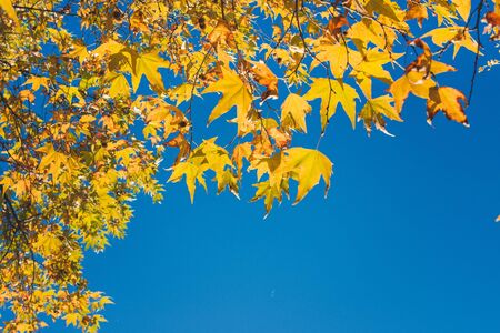 Orange autumn leaves in sun rays and blue sky. Natural background.の写真素材