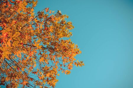 Orange autumn leaves in sun rays and blue sky. Natural background.の写真素材