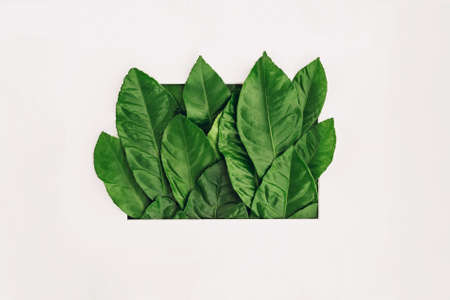 Creative layout made of fresh green leaves in frame. Flat lay.の写真素材