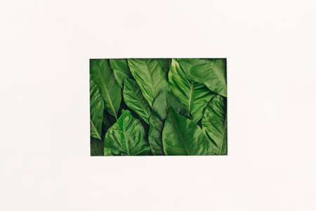 Creative layout made of fresh green leaves in frame. Flat lay.の写真素材