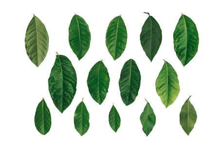 Set of green citrus leaves isolated on white background.